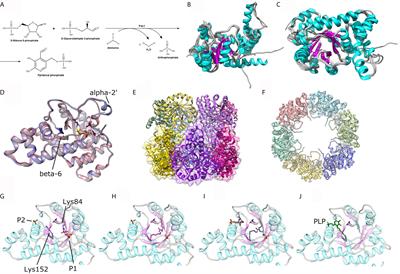 Structural Dynamics and Perspectives of Vitamin B6 Biosynthesis Enzymes in Plasmodium: Advances and Open Questions